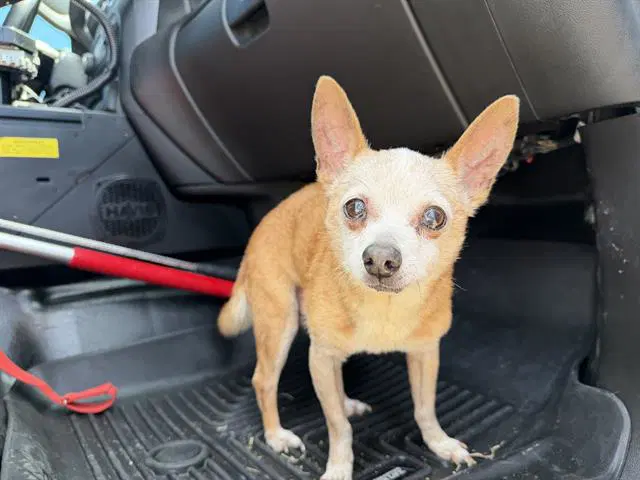 Quincy - Chihuahua