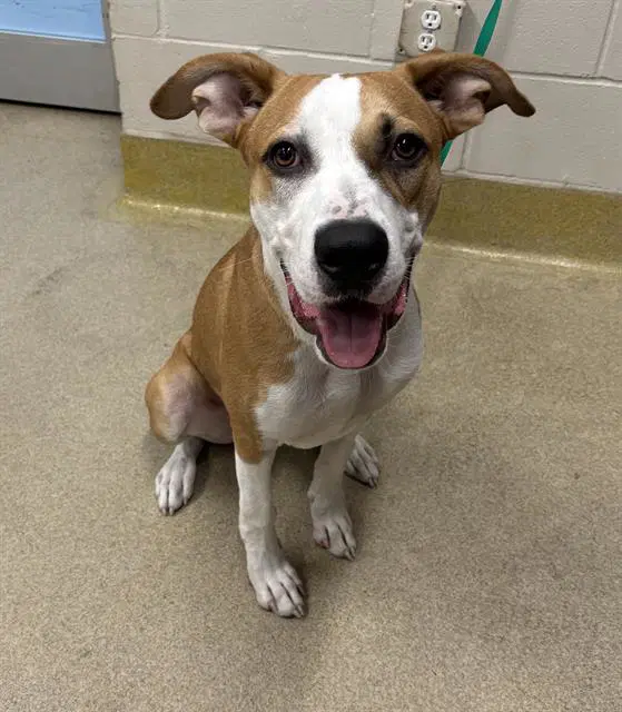 Finn - American Staffordshire Terrier