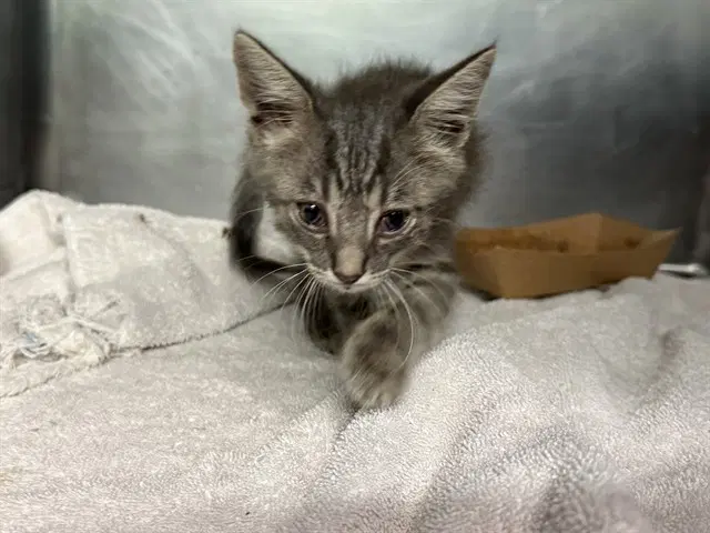 Domino - Domestic Short Hair