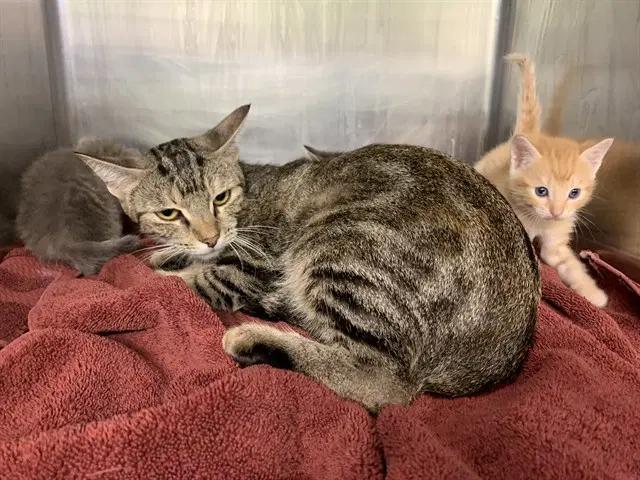 Unknown - Domestic Short Hair