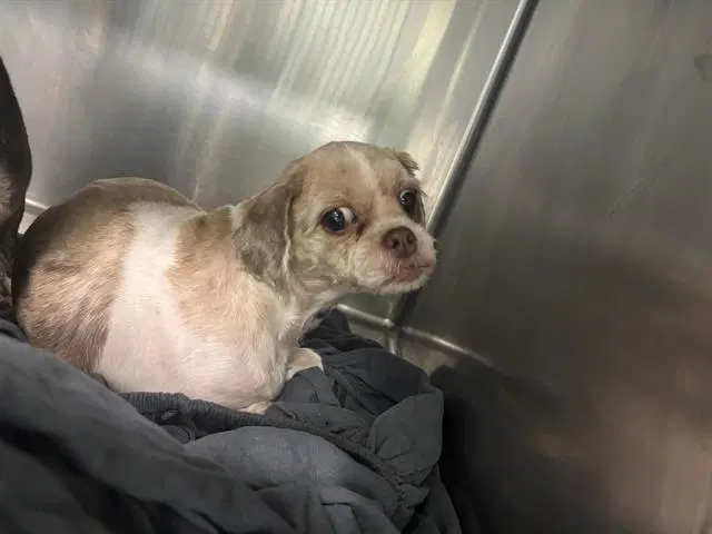 Unknown - Pekingese