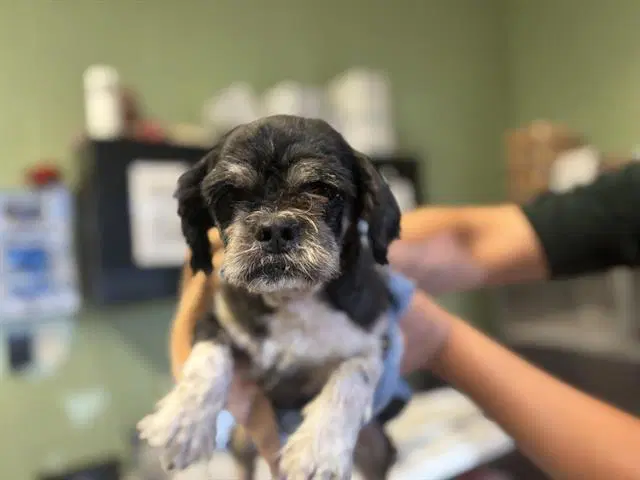 Unknown - Pekingese