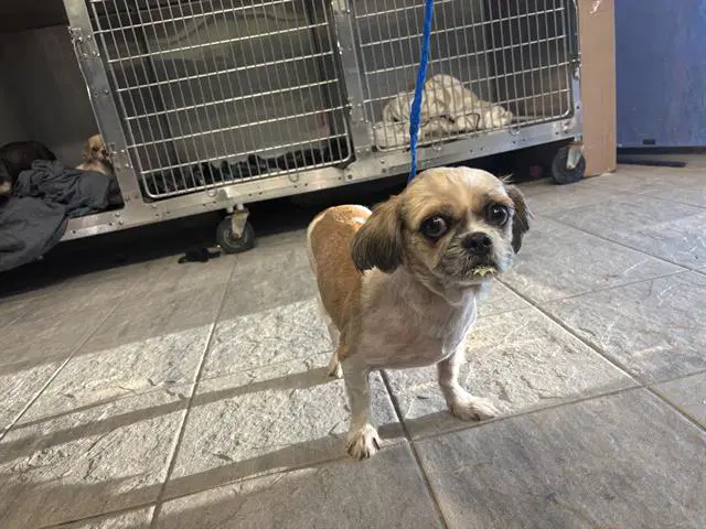 Unknown - Pekingese