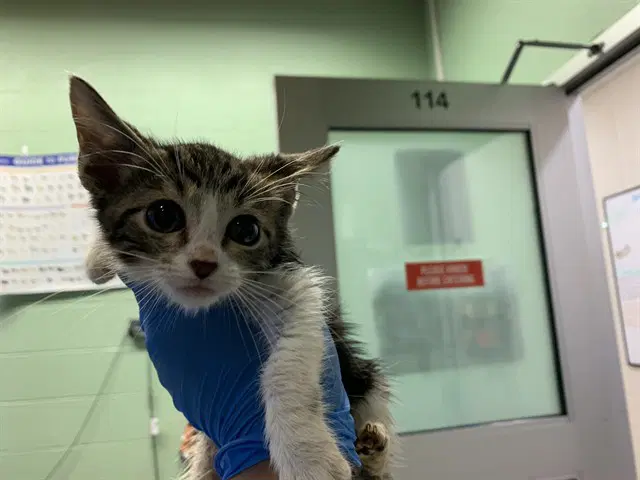 Tigger - Domestic Short Hair