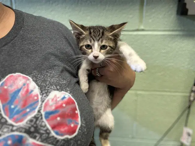 Tigger - Domestic Short Hair