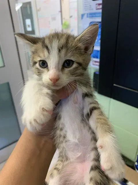 Unknown - Domestic Short Hair