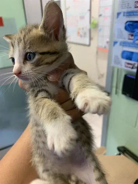 Unknown - Domestic Short Hair