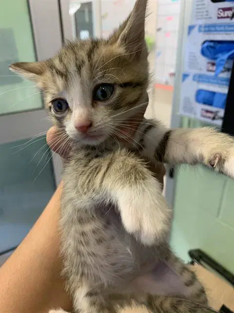 Unknown - Domestic Short Hair