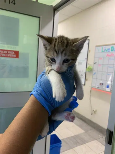 Unknown - Domestic Short Hair