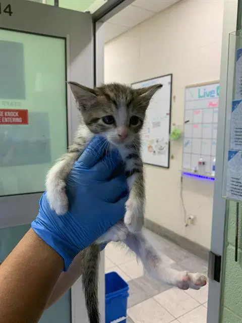 Unknown - Domestic Short Hair
