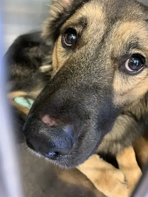 Paul - German Shepherd Dog