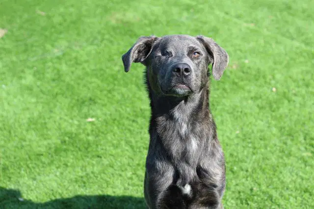 Calypso - Labrador Retriever