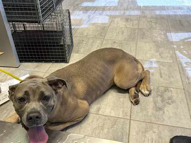 Gloria - Mastiff