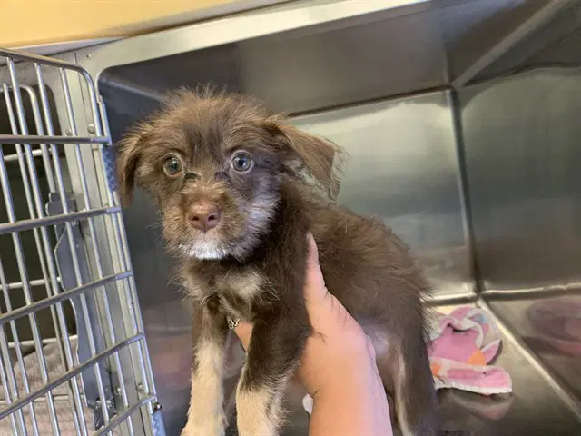 Brain - Chihuahua