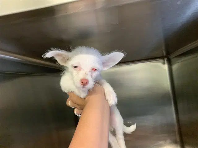Pinky - Chihuahua