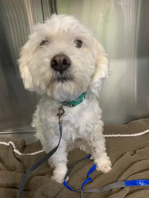 Snoopy - Poodle (Miniature)