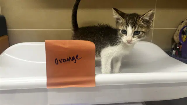 Nacho Cheese - Domestic Short Hair
