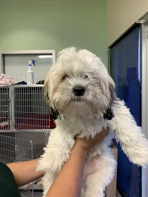Manny - Shih Tzu