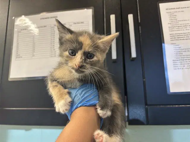 Elphaba - Domestic Short Hair