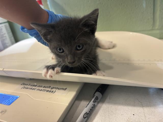 Salem