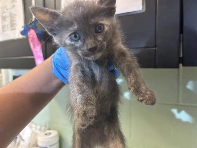 Bellatrix - Domestic Short Hair
