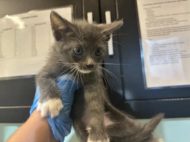 Hellcat - Domestic Short Hair