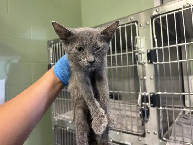 Cobweb - Domestic Short Hair