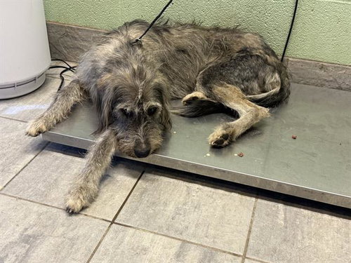 CHARLES, a dog for adoption from Grand Prairie Animal Services