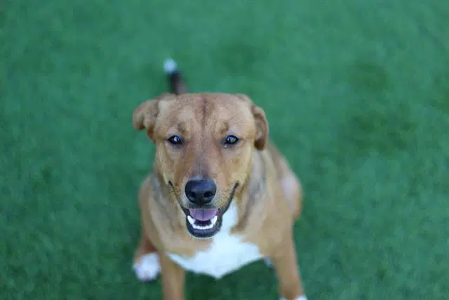 Bagel - American Staffordshire Terrier