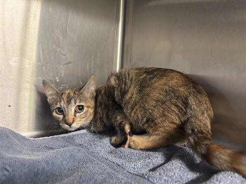 DIXIE, a cat for adoption from Grand Prairie Animal Services