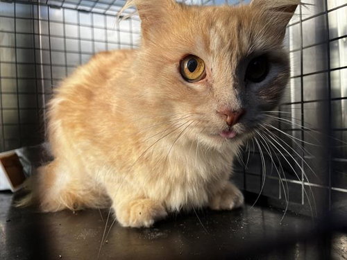 BLACK JACK, a cat for adoption from Grand Prairie Animal Services