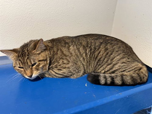BEN, a cat for adoption from Grand Prairie Animal Services