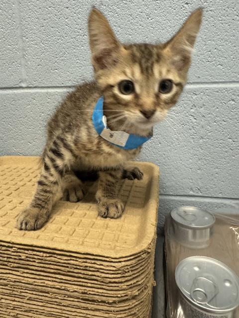 ZACH, a cat for adoption from Grand Prairie Animal Services