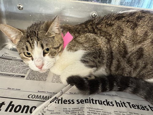LOUISA, a cat for adoption from Grand Prairie Animal Services
