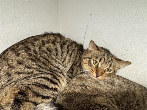 CAMERON, a cat for adoption from Grand Prairie Animal Services