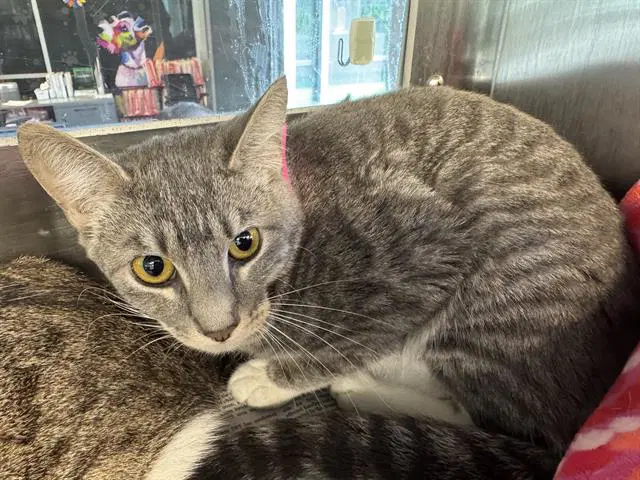 Elizabeth - Domestic Short Hair