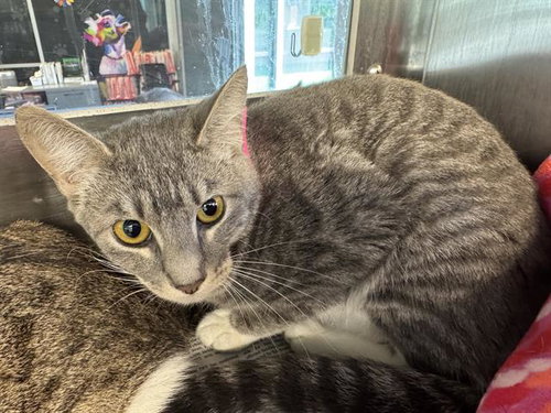 ELIZABETH, a cat for adoption from Grand Prairie Animal Services