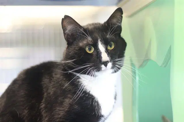 Diego - Domestic Short Hair