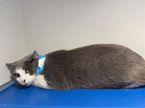 JOE, a cat for adoption from Grand Prairie Animal Services