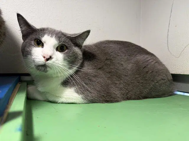 Joe - Domestic Short Hair
