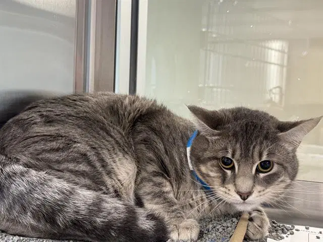 Andrew - Domestic Short Hair