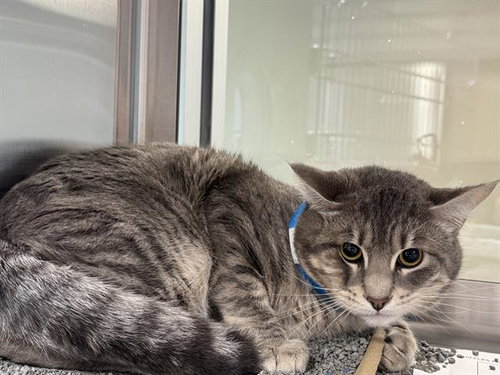 ANDREW, a cat for adoption from Grand Prairie Animal Services