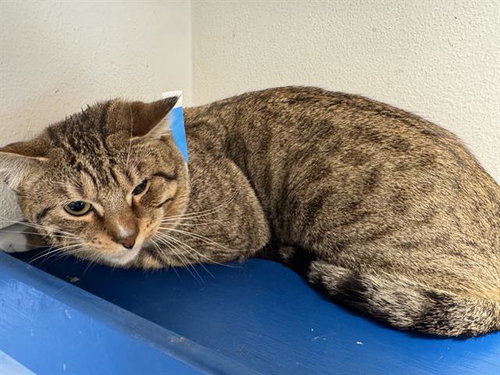 STEVE, a cat for adoption from Grand Prairie Animal Services