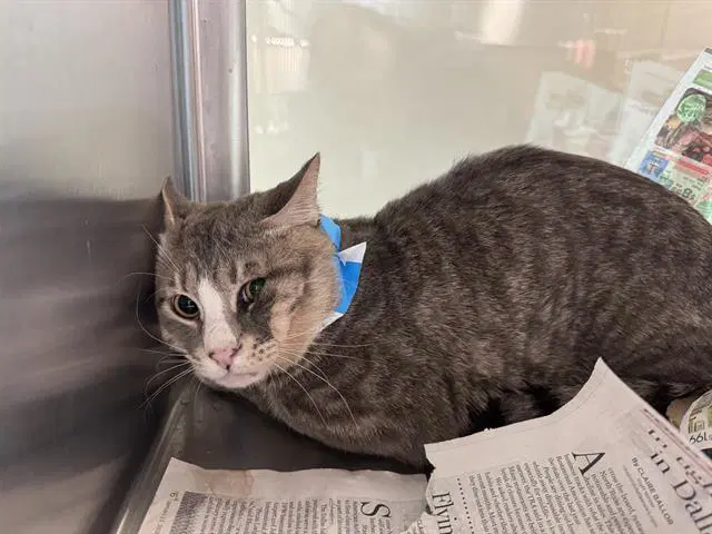 Ted - Domestic Short Hair