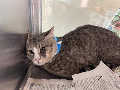 TED, a cat for adoption from Grand Prairie Animal Services
