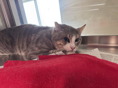DANE, a cat for adoption from Grand Prairie Animal Services