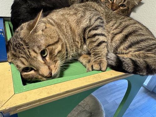 SHANE, a cat for adoption from Grand Prairie Animal Services