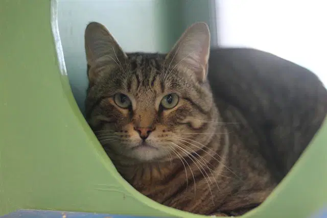Shane - Domestic Short Hair