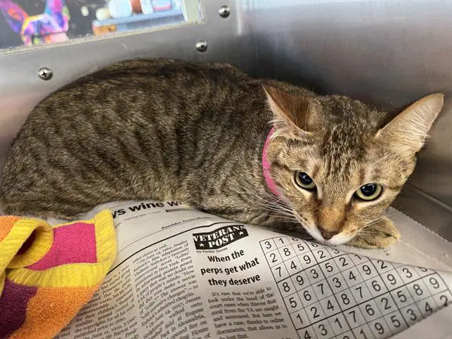Daniella - Domestic Short Hair
