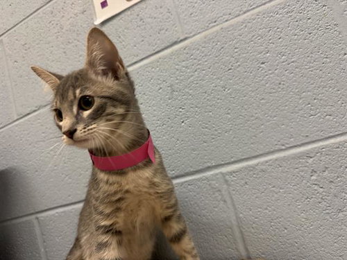 RIVER, a cat for adoption from Grand Prairie Animal Services